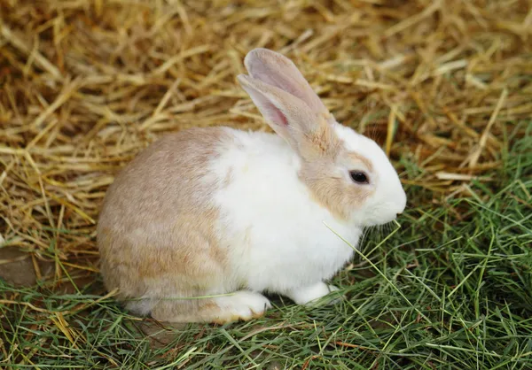Bunny rabbit — Stock Photo, Image