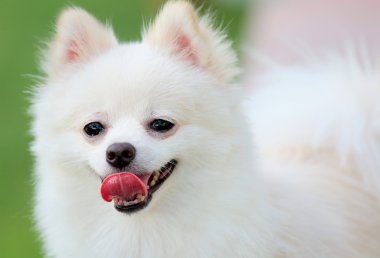Pomeranya köpeği
