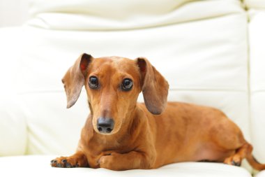 Divan Dachshund Köpek