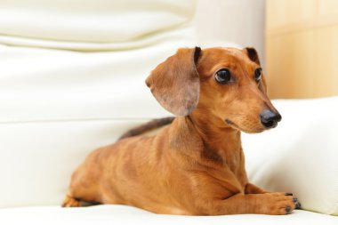 Divan Dachshund Köpek