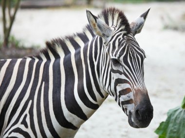 Zebra
