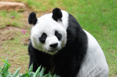 dev panda