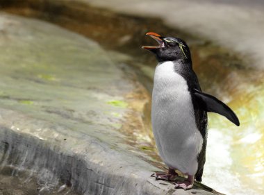 penguen