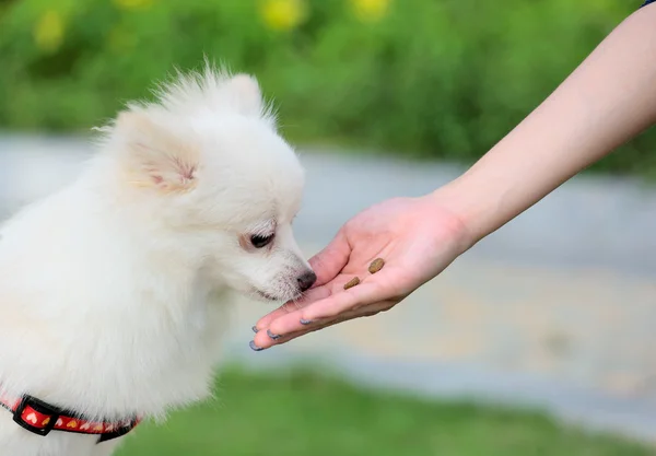 Alimentar al perro — Foto de Stock