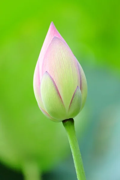 Pink Lotus Bud — Stock Photo, Image