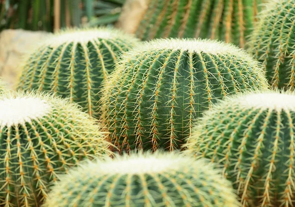 Cactus — Photo