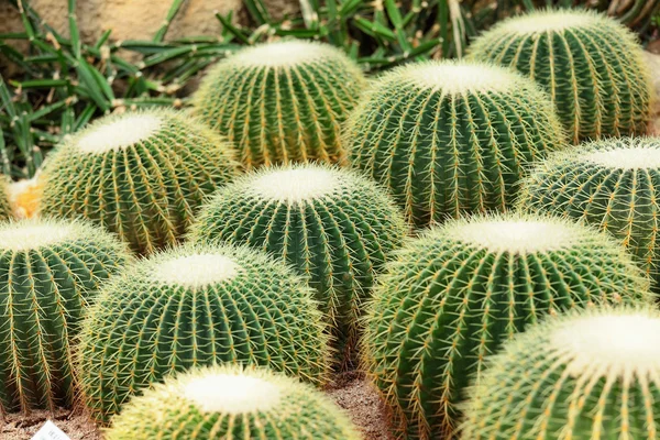 Cactus — Stockfoto