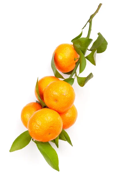 Mandarin on white — Stock Photo, Image