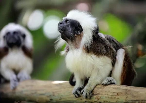 Βαμβάκι κορυφαία μαϊμού — Φωτογραφία Αρχείου