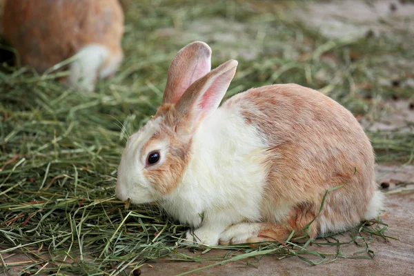 Kaninchen — Stockfoto