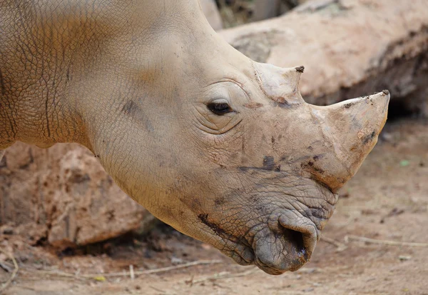 Nashorn — Stockfoto