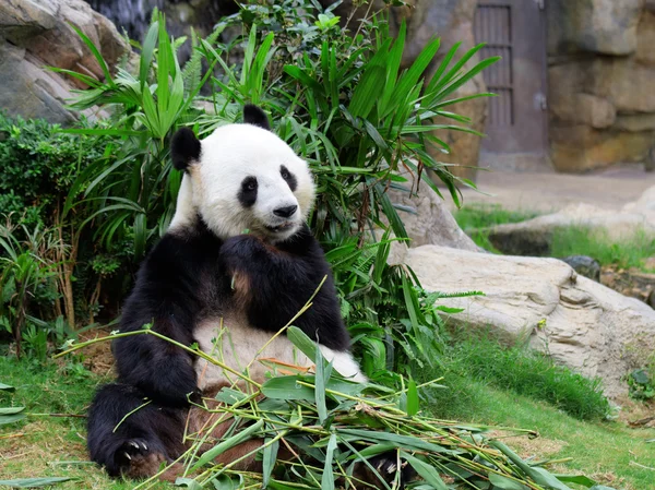 Панда ест бамбук — стоковое фото