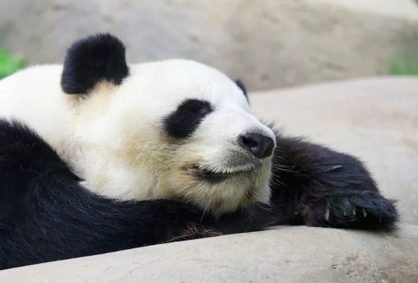 Schlafender Panda — Stockfoto