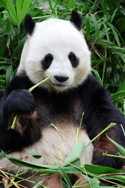 Panda comiendo bambú — Foto de Stock