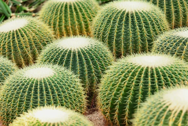 Cactus — Stockfoto