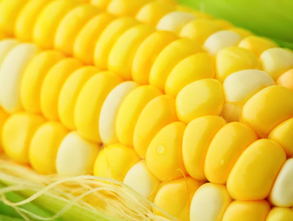 Corn cob — Stock Photo, Image