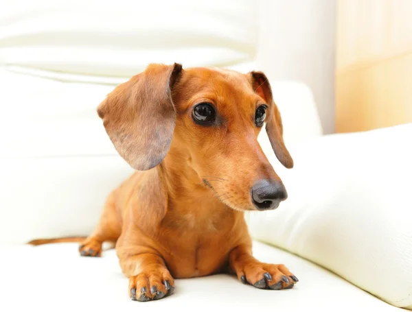 Cão dachshund no sofá — Fotografia de Stock