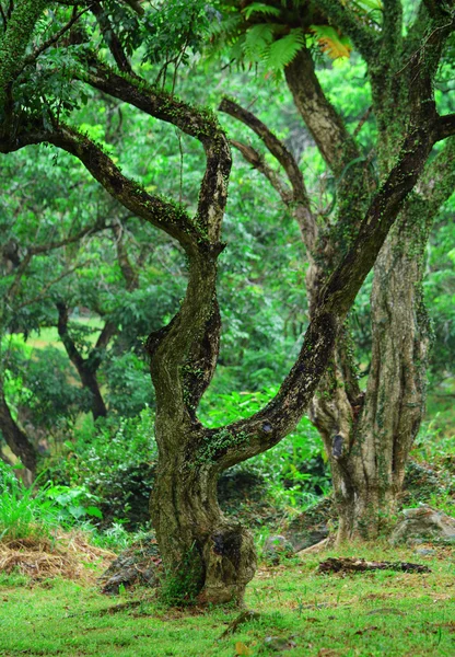 Tree in forest — Stock Photo, Image