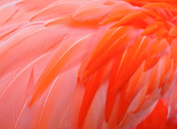 赤い鳥の羽 — Stock fotografie