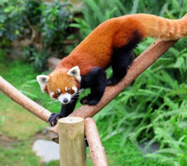 Kızıl panda