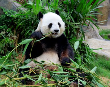 dev panda bambu yiyor.