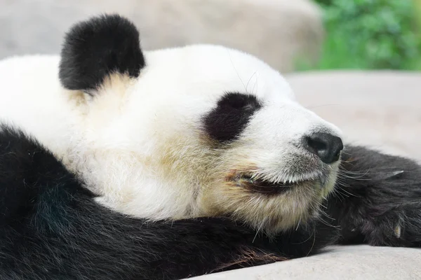 Sovande panda — Stockfoto