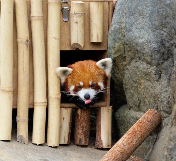 Red panda — Stock Photo, Image