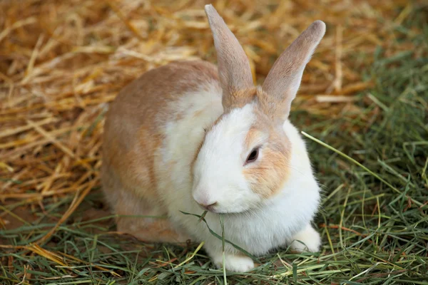 Králík na farmě — Stock fotografie