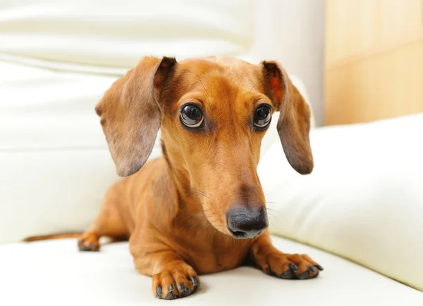 ソファの上にダックスフント犬 — ストック写真