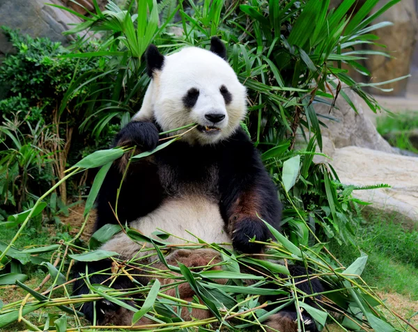 Panda gigante comendo bambu — Fotografia de Stock