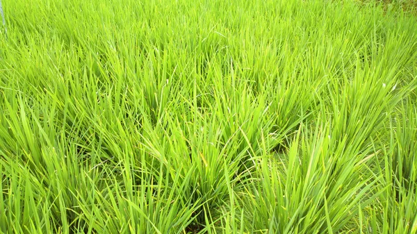 Rice field — Stock Photo, Image