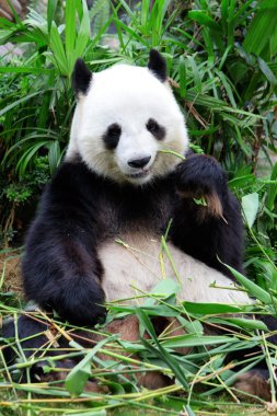 dev panda bambu yiyor.