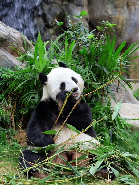 Giant panda eating bamboo — Stock Photo, Image