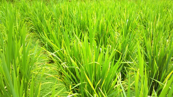 Rice field — Stock Photo, Image