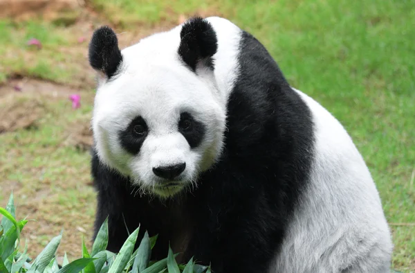 Panda gigante — Fotografia de Stock