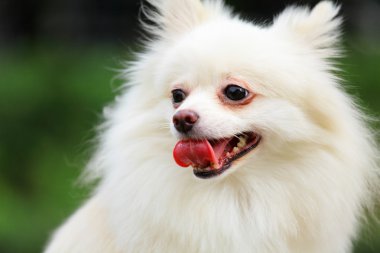 Pomeranya köpeği