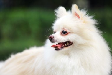 Pomeranya köpeği