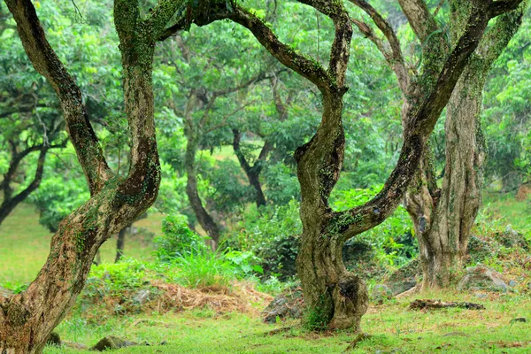 Strom v lese — Stock fotografie