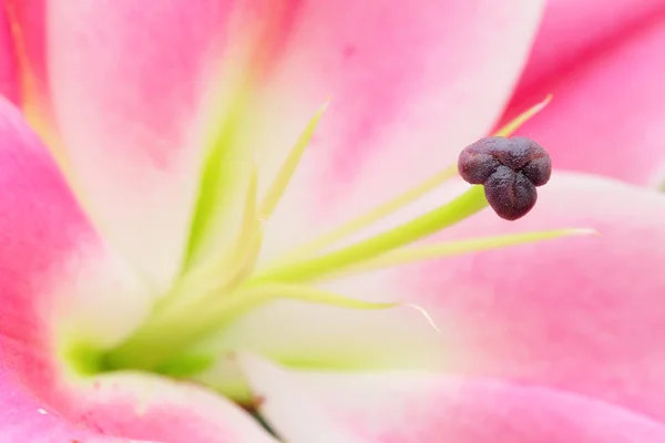 Pembe lily çiçek — Stok fotoğraf