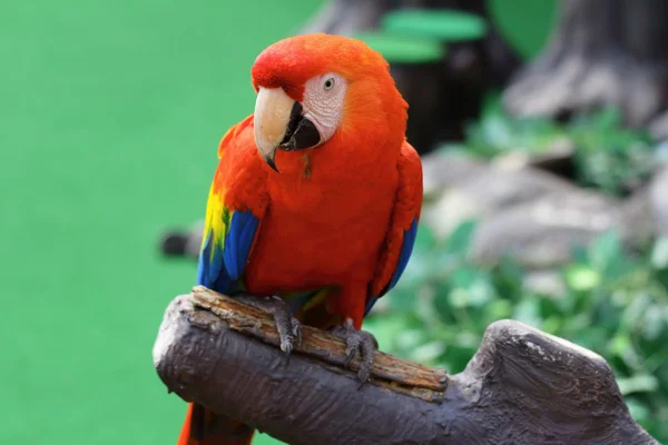 Guacamayo rojo — Foto de Stock