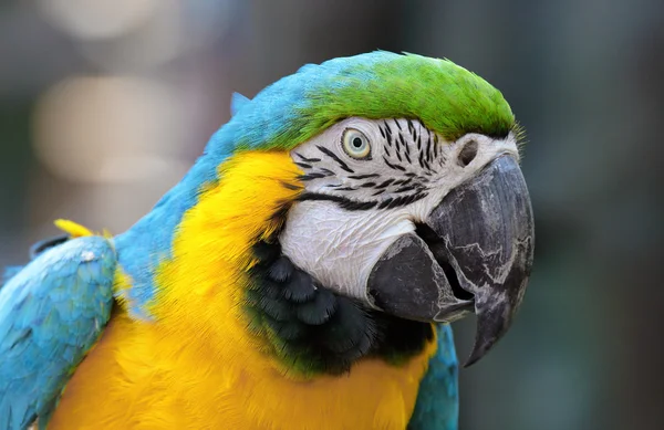 Pájaro guacamayo — Foto de Stock