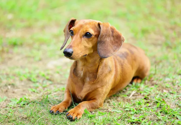 Cão dachshund no parque — Fotografia de Stock
