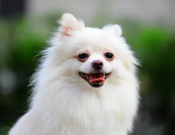 White Pomeranian dog — Stock Photo, Image