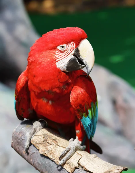 Macaw rosso — Foto Stock