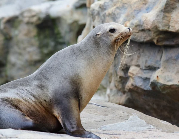 Seal on rock — Stock Photo, Image