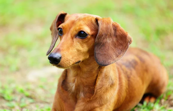 草原のダックスフント犬 — ストック写真