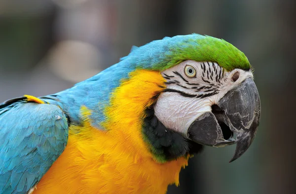 Pájaro guacamayo — Foto de Stock