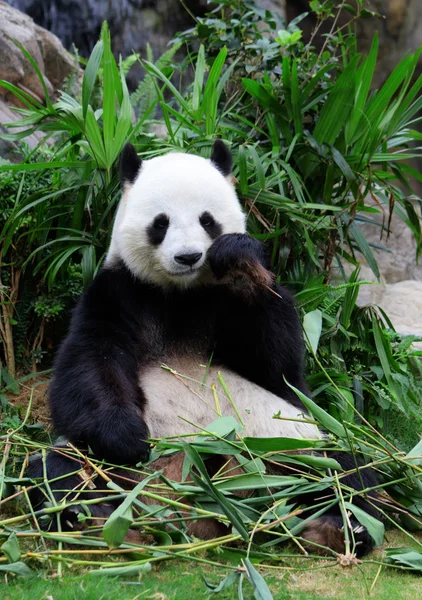 Giant panda eating bamboo — Stock Photo, Image