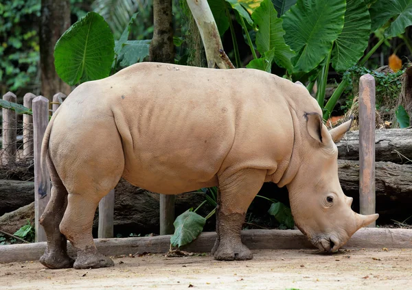 Vackra rhino — Stockfoto