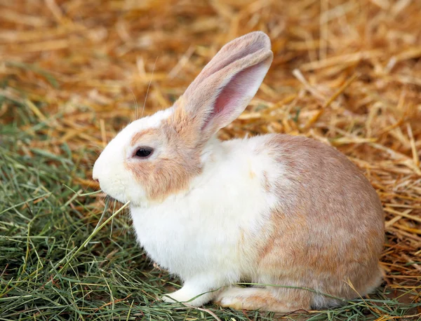 Konijn op gras — Stockfoto